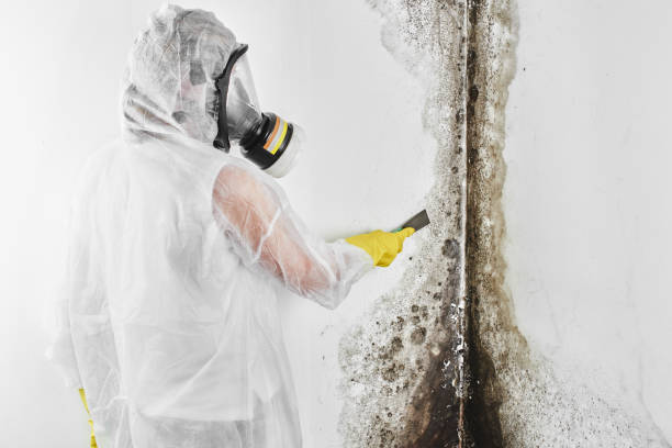 Best Toxic Mold Removal  in Penrose, CO