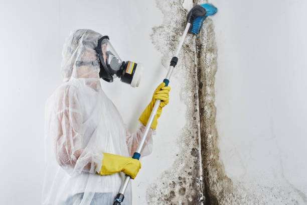 Best Mold Cleaning Services  in Penrose, CO