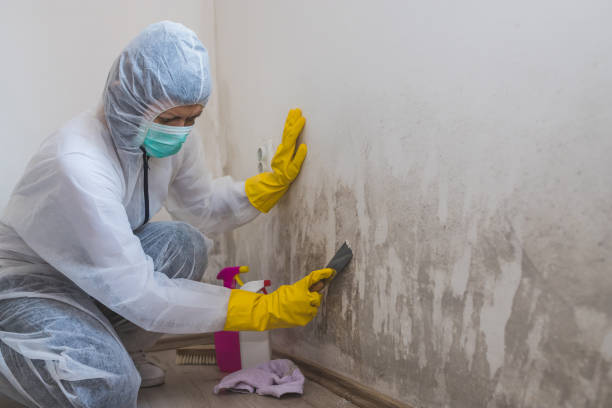 Mold Testing and Removal in Penrose, CO