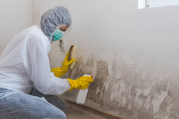 Mold Testing and Removal in Penrose, CO