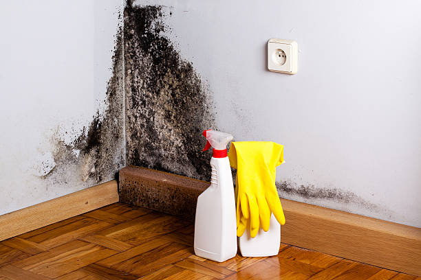 Best Home Mold Removal  in Penrose, CO