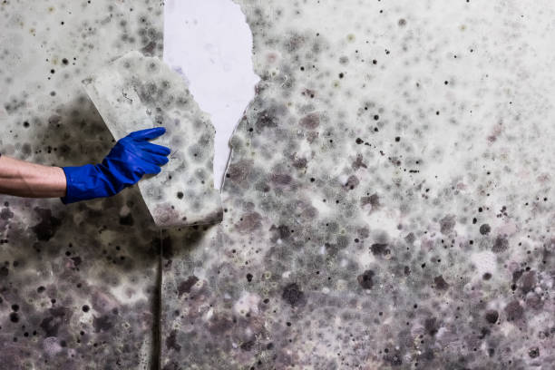 Best Home Mold Removal  in Penrose, CO