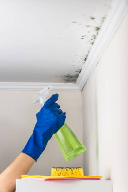 Best Toxic Mold Removal  in Penrose, CO